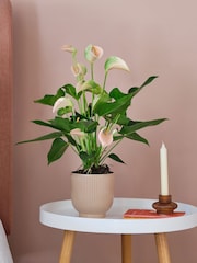 Beards & Daisies Pink Real Peach Anthurium Plant in Ribbed Pot - Image 1 of 3
