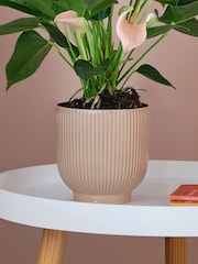 Beards & Daisies Pink Real Peach Anthurium Plant in Ribbed Pot - Image 3 of 3