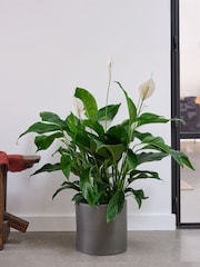 Beards & Daisies Graphite Real Peace Lily Plant in Earthenware Pot - Image 1 of 3