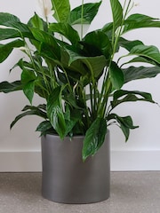 Beards & Daisies Graphite Real Peace Lily Plant in Earthenware Pot - Image 2 of 3