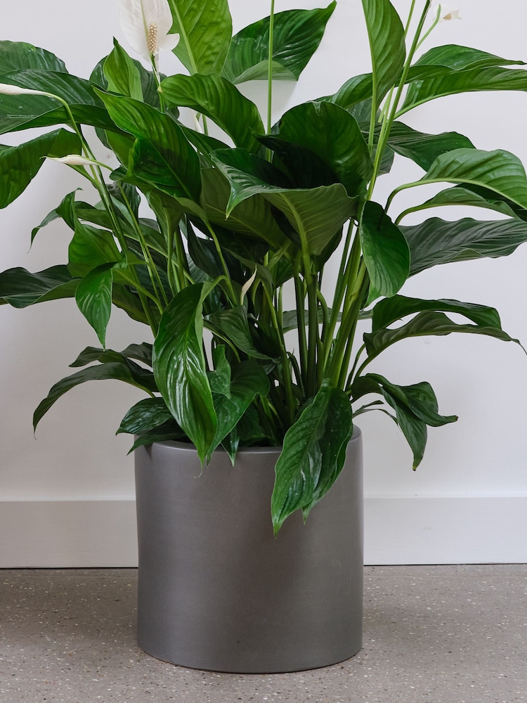Beards & Daisies Graphite Real Peace Lily Plant in Earthenware Pot - Image 2 of 3