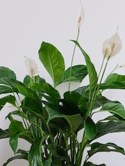 Beards & Daisies Graphite Real Peace Lily Plant in Earthenware Pot - Image 3 of 3