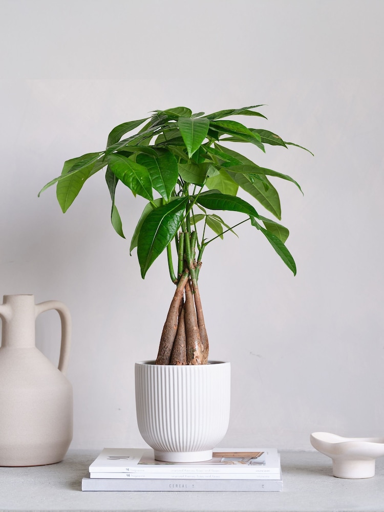 Beards & Daisies White Real Money Tree in Ribbed Pot - Image 1 of 4