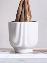 Beards & Daisies White Real Money Tree in Ribbed Pot - Image 4 of 4