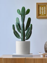 Beards & Daisies Oyster Real Cowboy Cactus Plant in Earthenware Pot - Image 1 of 4