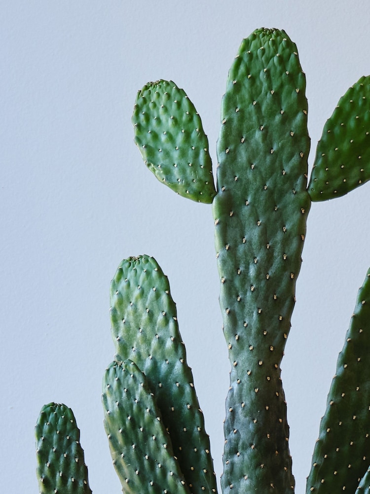 Beards & Daisies Oyster Real Cowboy Cactus Plant in Earthenware Pot - Image 2 of 4