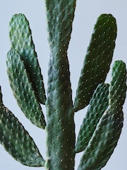 Beards & Daisies Oyster Real Cowboy Cactus Plant in Earthenware Pot - Image 3 of 4
