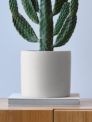 Beards & Daisies Oyster Real Cowboy Cactus Plant in Earthenware Pot - Image 4 of 4