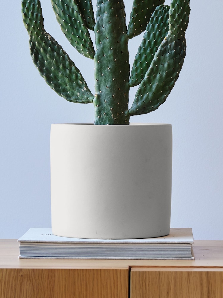 Beards & Daisies Oyster Real Cowboy Cactus Plant in Earthenware Pot - Image 4 of 4