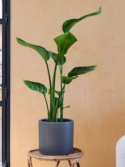 Beards & Daisies Green Strelitzia & Earthenware Graphite Pot - Image 1 of 3