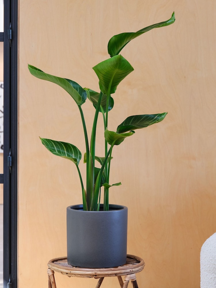 Beards & Daisies Green Strelitzia & Earthenware Graphite Pot - Image 1 of 3