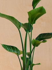 Beards & Daisies Green Strelitzia & Earthenware Graphite Pot - Image 2 of 3