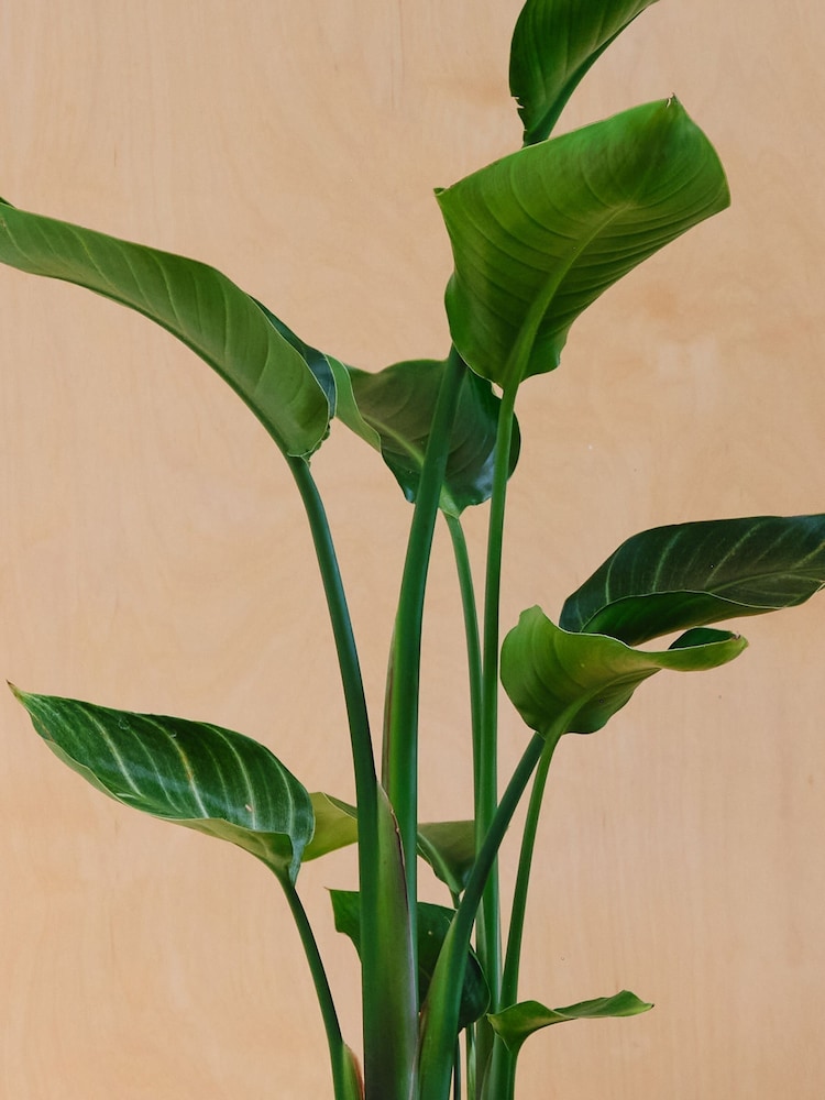 Beards & Daisies Green Strelitzia & Earthenware Graphite Pot - Image 2 of 3