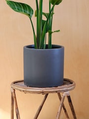 Beards & Daisies Green Strelitzia & Earthenware Graphite Pot - Image 3 of 3