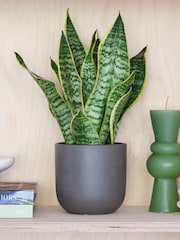 Beards & Daisies Graphite Real Snake Plant in Earthenware Pot Set - Image 1 of 3