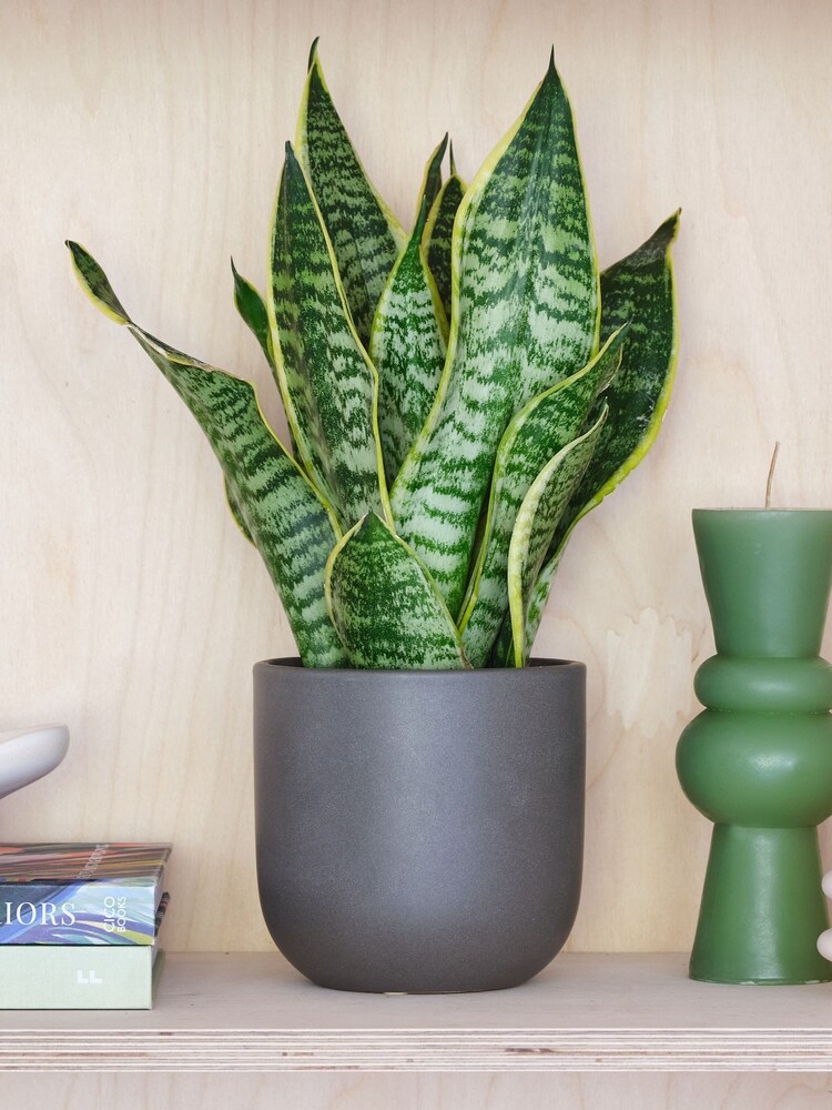Beards & Daisies Graphite Real Snake Plant in Earthenware Pot Set - Image 1 of 3