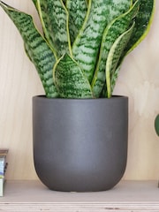 Beards & Daisies Graphite Real Snake Plant in Earthenware Pot Set - Image 3 of 3