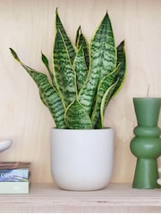 Beards & Daisies Oyster Real Snake Plant in Earthenware Pot Set - Image 1 of 3