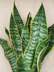 Beards & Daisies Oyster Real Snake Plant in Earthenware Pot Set - Image 2 of 3