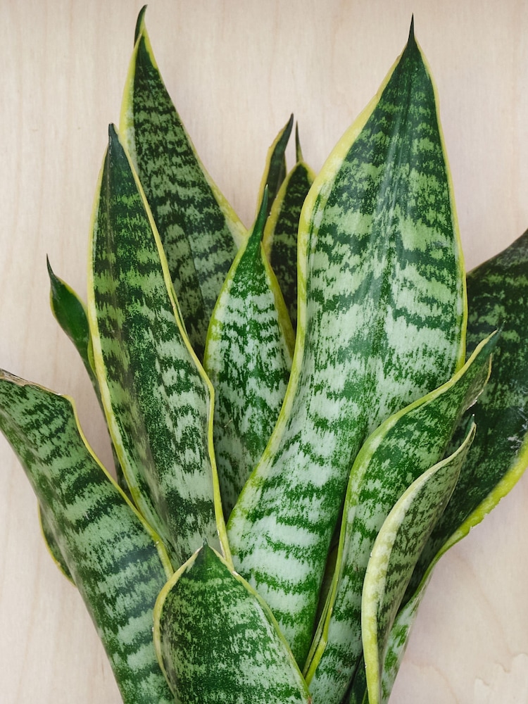 Beards & Daisies Oyster Real Snake Plant in Earthenware Pot Set - Image 2 of 3