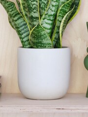 Beards & Daisies Oyster Real Snake Plant in Earthenware Pot Set - Image 3 of 3