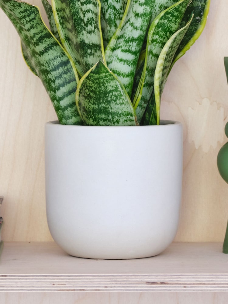 Beards & Daisies Oyster Real Snake Plant in Earthenware Pot Set - Image 3 of 3