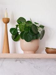 Beards & Daisies Pink Real Money Plant in Ribbed Pot - Image 1 of 4