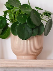Beards & Daisies Pink Real Money Plant in Ribbed Pot - Image 4 of 4
