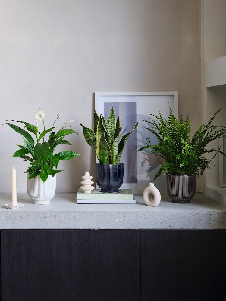 Beards & Daisies Green Real Air Purifying Bundle in Pots - Image 1 of 4