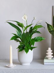 Beards & Daisies Green Real Air Purifying Bundle in Pots - Image 2 of 4
