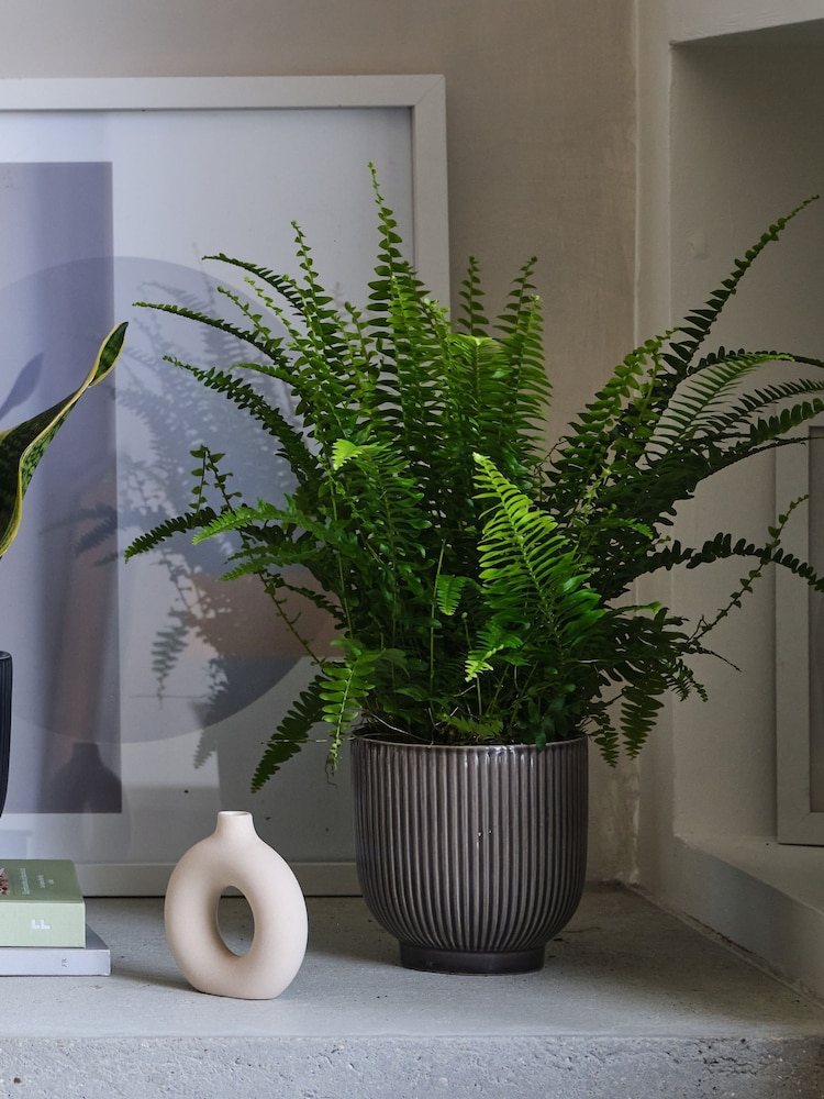 Beards & Daisies Green Real Air Purifying Bundle in Pots - Image 4 of 4