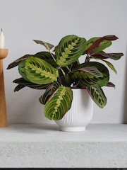Beards & Daisies White Real Prayer Plant in Ribbed Pot - Image 1 of 3