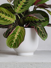 Beards & Daisies White Real Prayer Plant in Ribbed Pot - Image 2 of 3