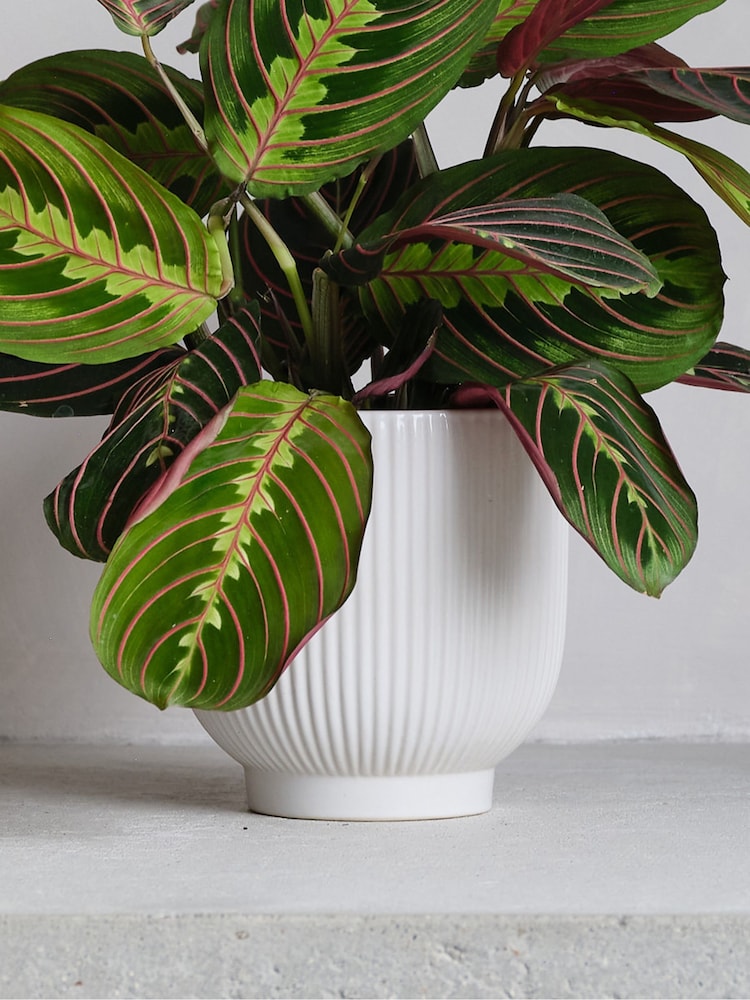 Beards & Daisies White Real Prayer Plant in Ribbed Pot - Image 2 of 3