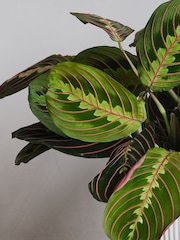 Beards & Daisies White Real Prayer Plant in Ribbed Pot - Image 3 of 3