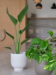 Beards & Daisies Green Bestseller Bundle With Pots - Image 2 of 4
