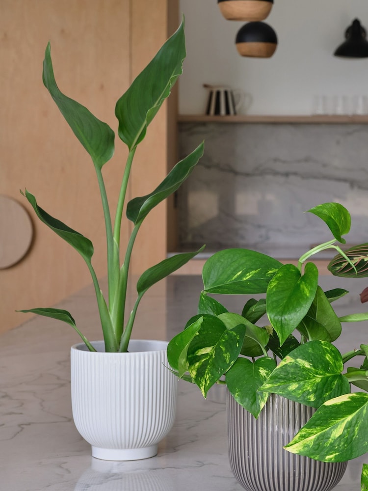 Beards & Daisies Green Bestseller Bundle With Pots - Image 2 of 4