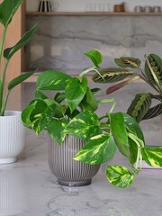 Beards & Daisies Green Bestseller Bundle With Pots - Image 3 of 4
