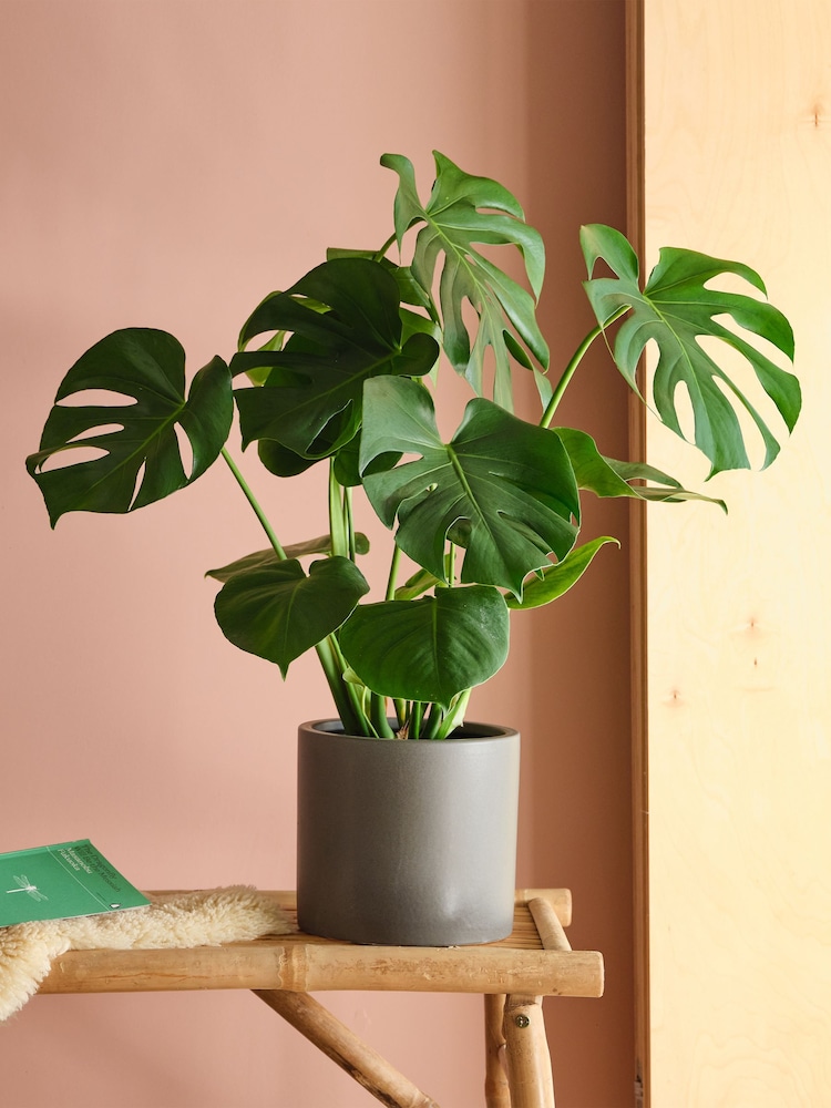 Beards & Daisies Graphite Real Monstera Swiss Cheese Plant in Earthenware Pot - Image 1 of 3 Beards & Daisies Graphite Real Monstera Swiss Cheese Plant in Earthenware Pot - Image 1 of 3