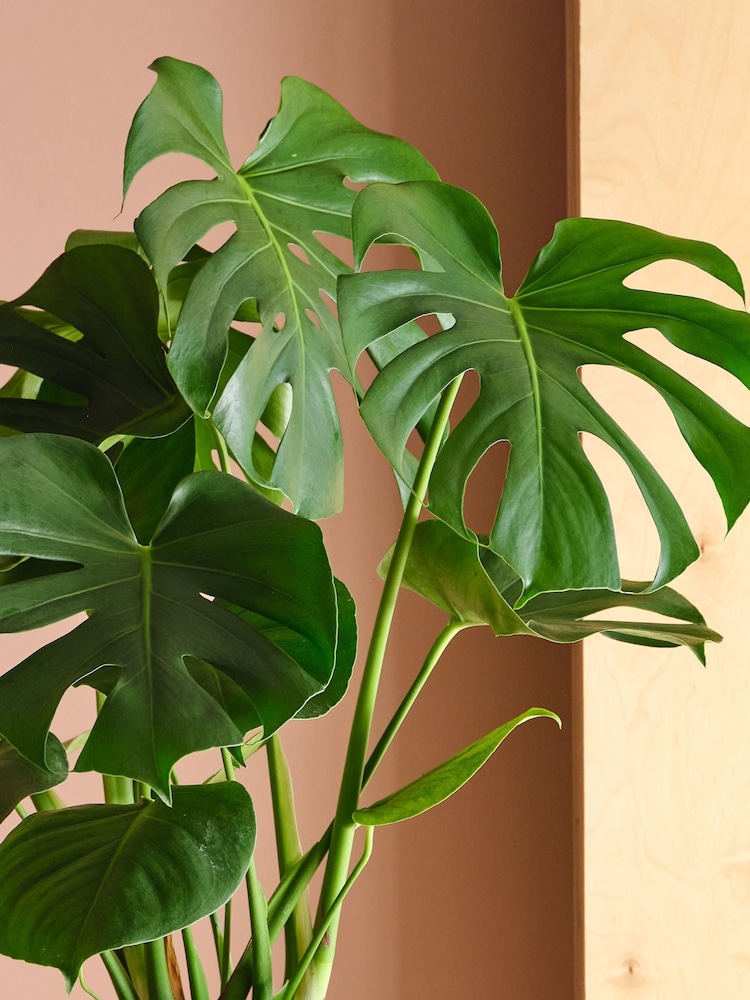 Beards & Daisies Graphite Real Monstera Swiss Cheese Plant in Earthenware Pot - Image 2 of 3 Beards & Daisies Graphite Real Monstera Swiss Cheese Plant in Earthenware Pot - Image 2 of 3