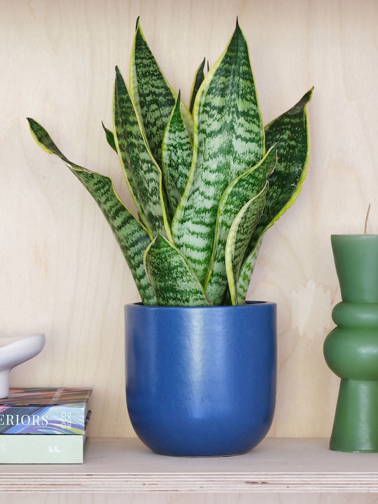 Beards & Daisies Inky Blue Real Snake Plant in Earthenware Pot Set - Image 1 of 3