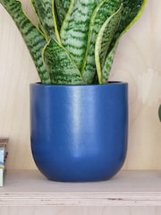 Beards & Daisies Inky Blue Real Snake Plant in Earthenware Pot Set - Image 3 of 3