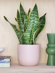 Beards & Daisies Pink Clay Real Snake Plant in Earthenware Pot Set - Image 1 of 3