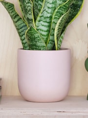 Beards & Daisies Pink Clay Real Snake Plant in Earthenware Pot Set - Image 3 of 3
