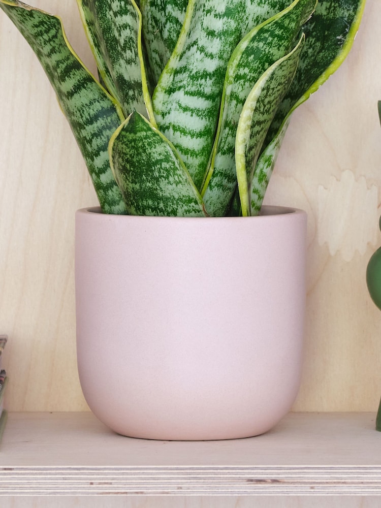 Beards & Daisies Pink Clay Real Snake Plant in Earthenware Pot Set - Image 3 of 3
