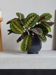 Beards & Daisies Navy Real Prayer Plant in Ribbed Pot - Image 1 of 3