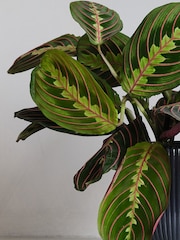 Beards & Daisies Navy Real Prayer Plant in Ribbed Pot - Image 2 of 3