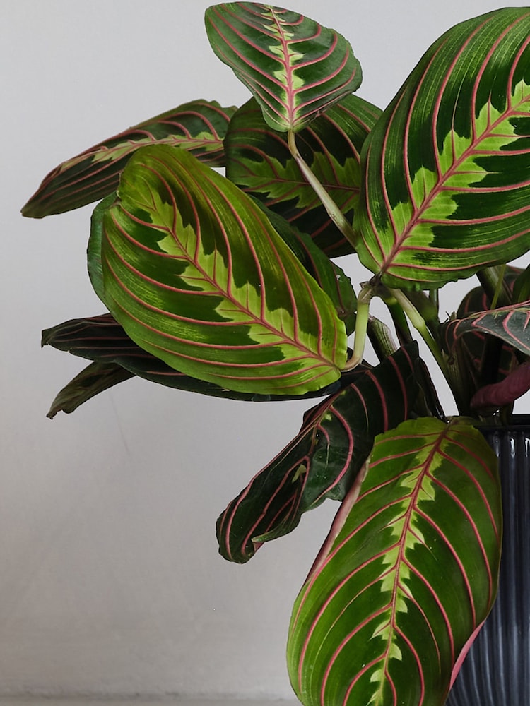 Beards & Daisies Navy Real Prayer Plant in Ribbed Pot - Image 2 of 3