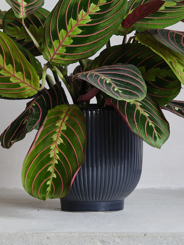 Beards & Daisies Navy Real Prayer Plant in Ribbed Pot - Image 3 of 3