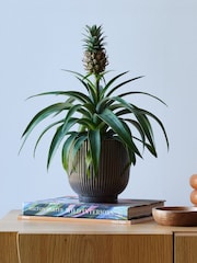 Beards & Daisies Grey Real Pineapple Plant in Ribbed Pot - Image 1 of 4